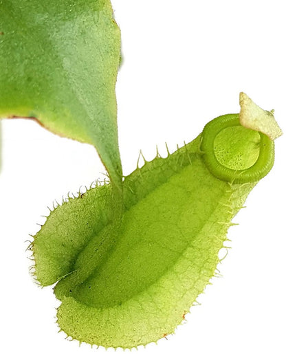 Nepenthes ampullaria green