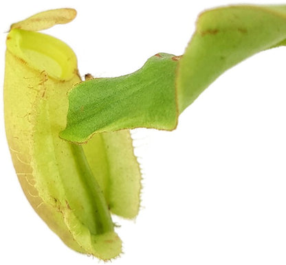 Nepenthes ampullaria green