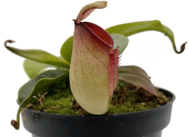 Nepenthes ampullaria x campanulata BE-3840