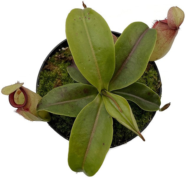 Nepenthes ampullaria x campanulata BE-3840