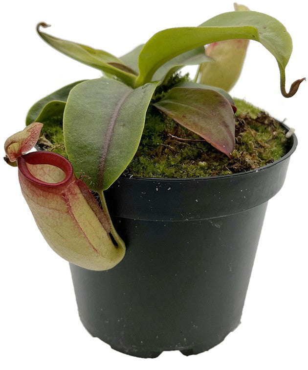 Nepenthes ampullaria x campanulata BE-3840