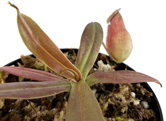 Nepenthes ampullaria x hamata BE-3726