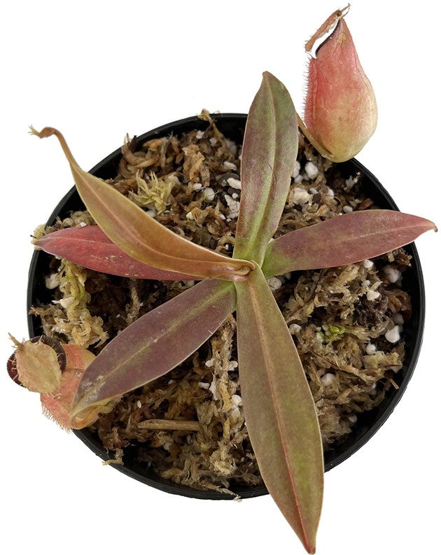 Nepenthes ampullaria x hamata BE-3726