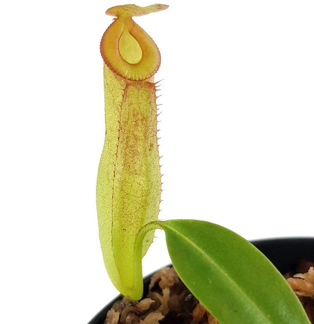 Nepenthes (ampullaria x mirabilis) x dubia BE-3694