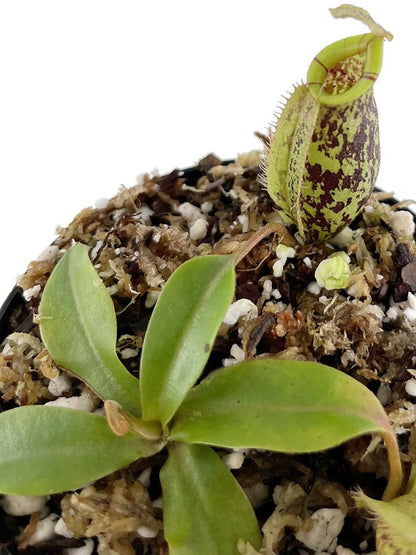 Nepenthes ampullaria x (veitchii x lowii) BE-4027