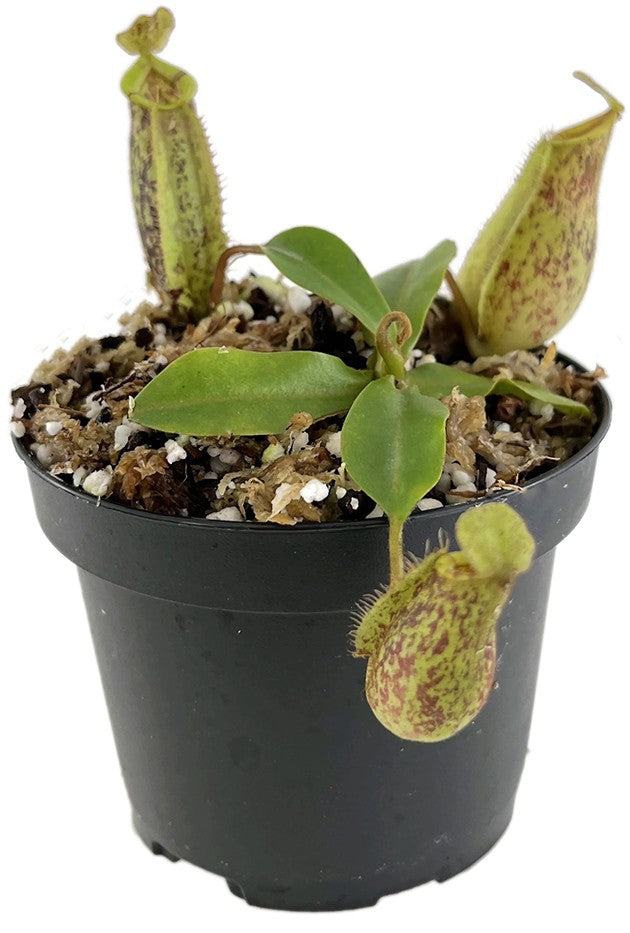 Nepenthes ampullaria x (veitchii x lowii) BE-4027