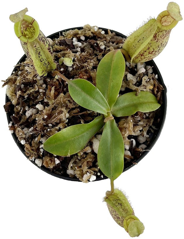 Nepenthes ampullaria x (veitchii x lowii) BE-4027