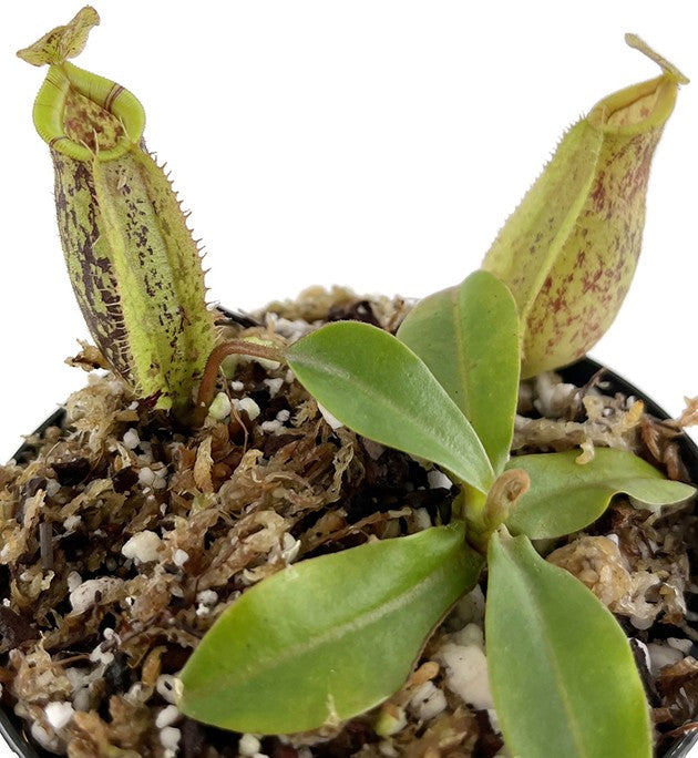 Nepenthes ampullaria x (veitchii x lowii) BE-4027