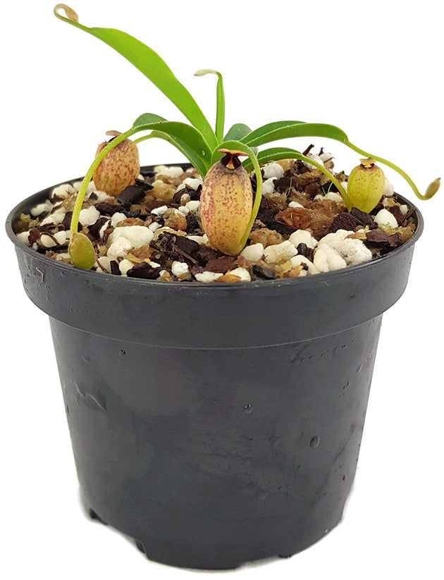 Nepenthes aristolochioides - seedgrown