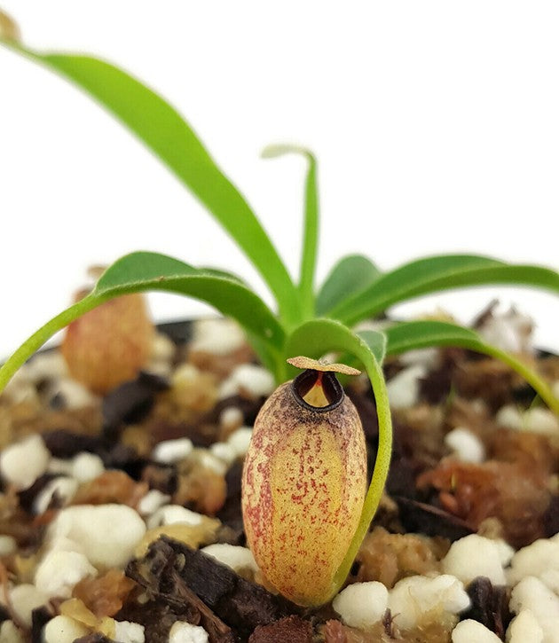 Nepenthes aristolochioides - seedgrown