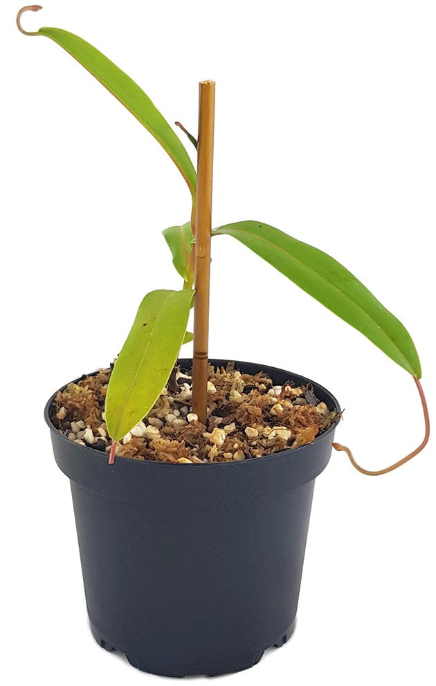 Nepenthes aristolochioides x hamata BE-3898