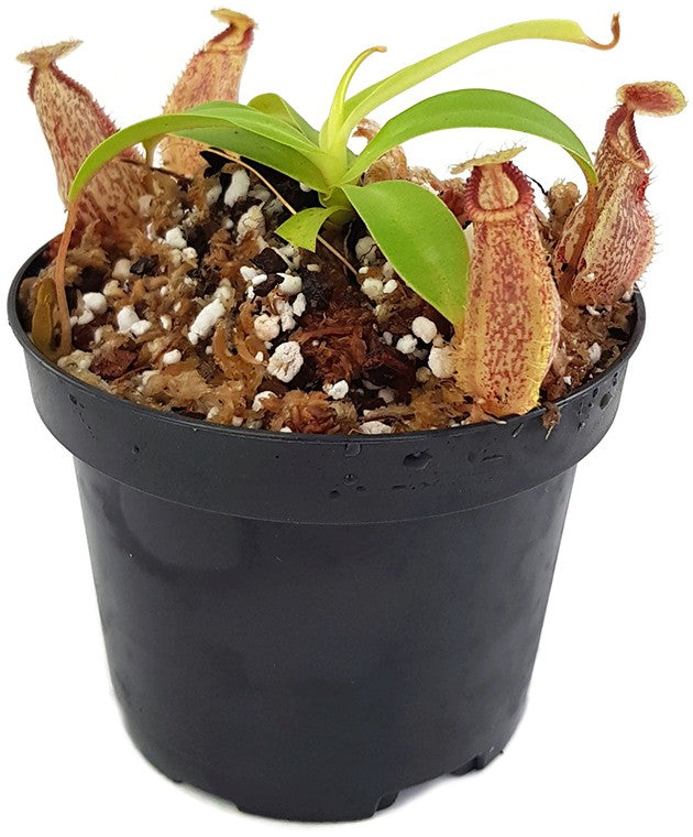 Nepenthes (aristolochioides x spectabilis) x hamata BE-4030