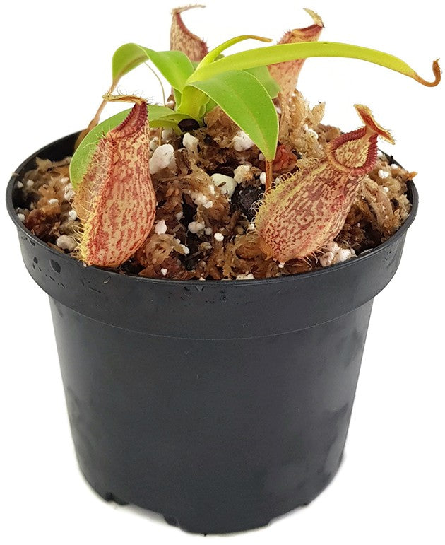 Nepenthes (aristolochioides x spectabilis) x hamata BE-4030