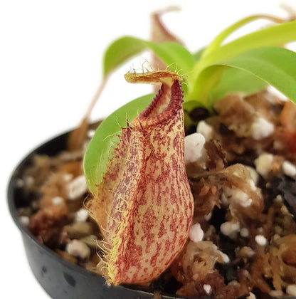 Nepenthes (aristolochioides x spectabilis) x hamata BE-4030