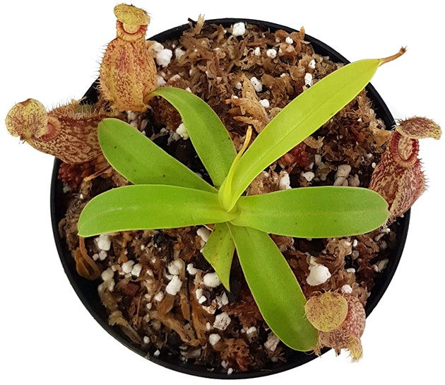 Nepenthes (aristolochioides x spectabilis) x hamata BE-4030