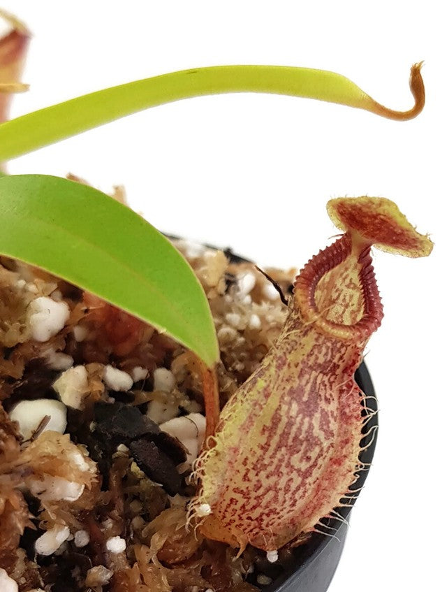 Nepenthes (aristolochioides x spectabilis) x hamata BE-4030