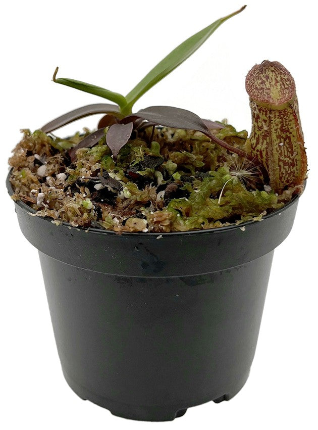 Nepenthes (aristolochioides x spectabilis) x hamata BE-4574