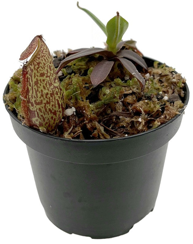 Nepenthes (aristolochioides x spectabilis) x hamata BE-4574