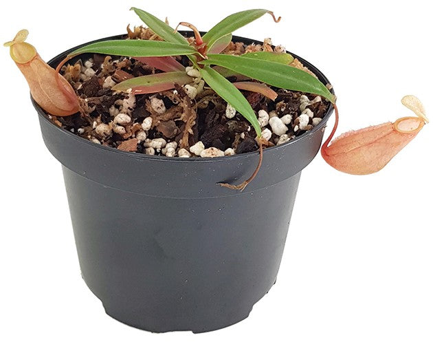 Nepenthes bellii BE-3026