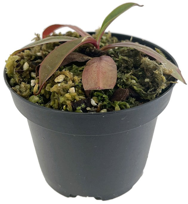 Nepenthes bokorensis BE-4518