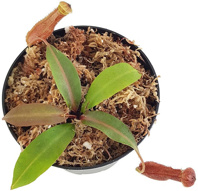 Nepenthes boschiana BE-3643