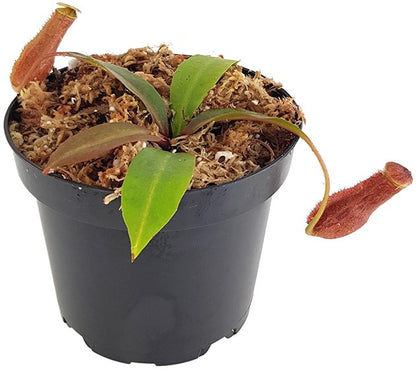 Nepenthes boschiana BE-3643