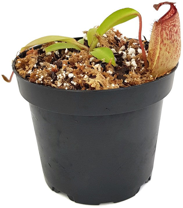 Nepenthes burbidgeae x (maxima x talangensis) BE-3764