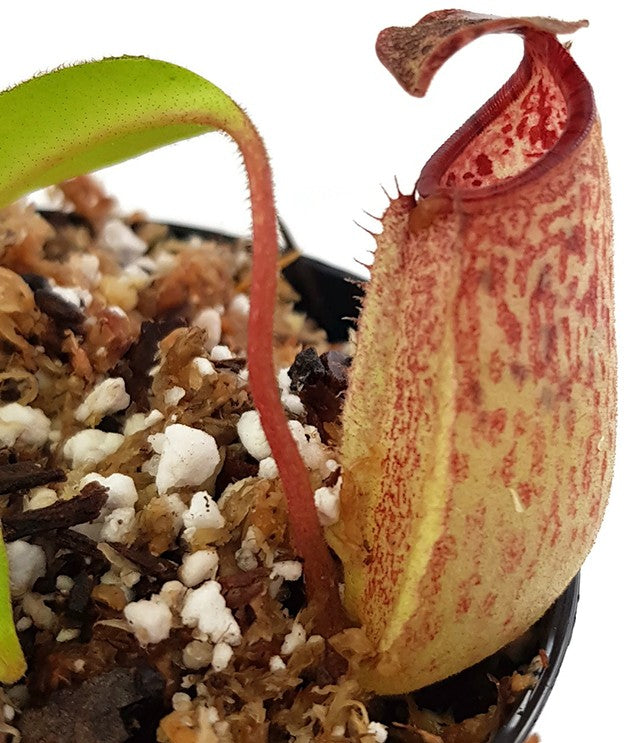 Nepenthes burbidgeae x (maxima x talangensis) BE-3764