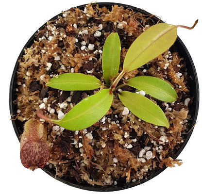 Nepenthes burbidgeae x (maxima x talangensis) BE-3764