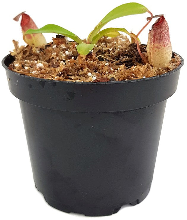 Nepenthes burbidgeae x (maxima x talangensis) BE-3764