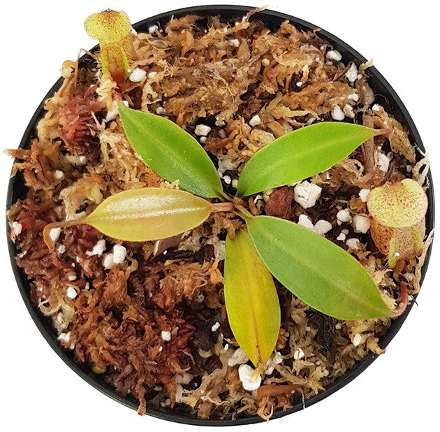 Nepenthes burbidgeae x mira BE-3999