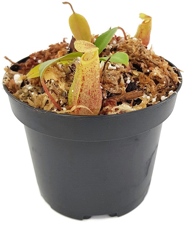 Nepenthes burbidgeae x mira BE-3999