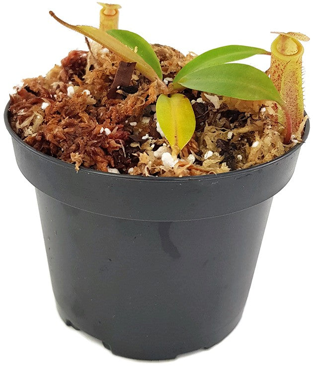 Nepenthes burbidgeae x mira BE-3999