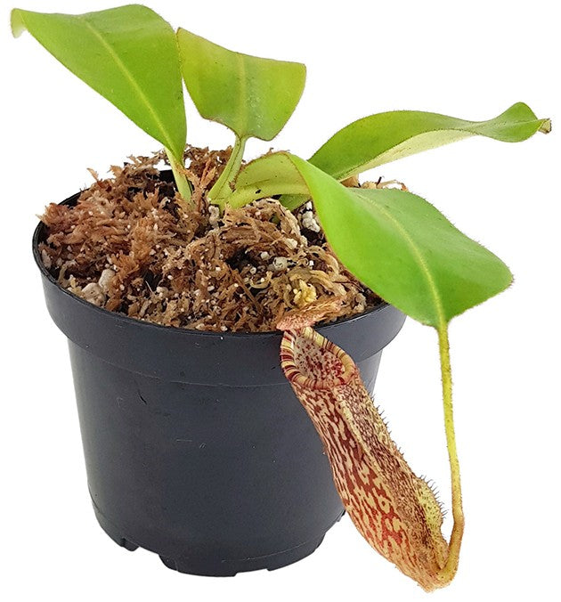 Nepenthes burbidgeae x platychila BE-3886