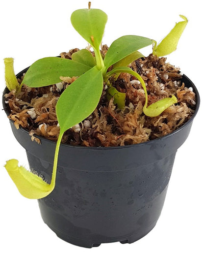 Nepenthes burbidgeae x sibuyanensis BE-3974