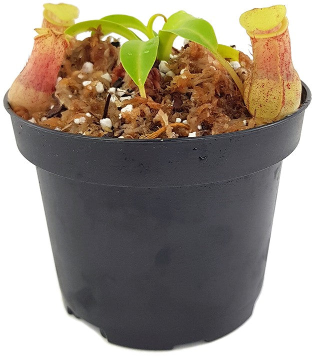 Nepenthes burkei BE-3254