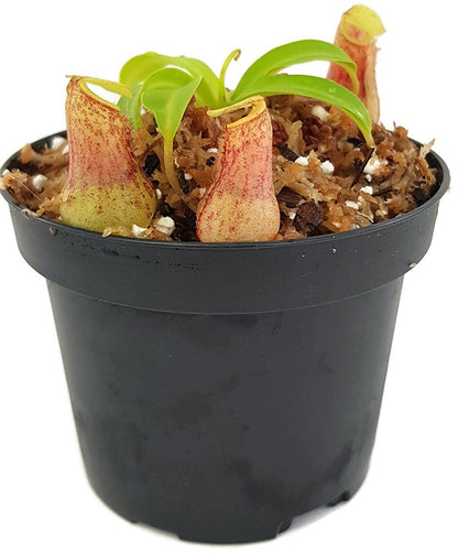 Nepenthes burkei BE-3254