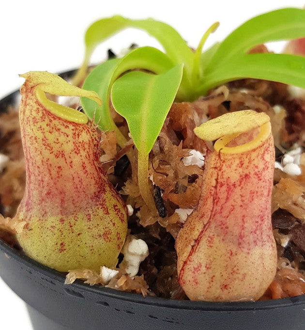 Nepenthes burkei BE-3254