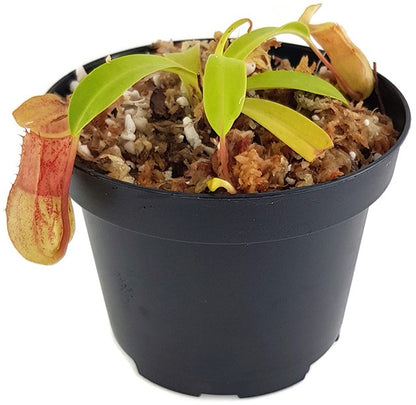 Nepenthes burkei BE-4512