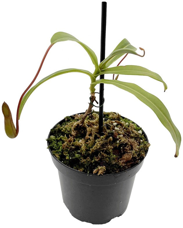 Nepenthes burkei Mt. Halcon BE-4527