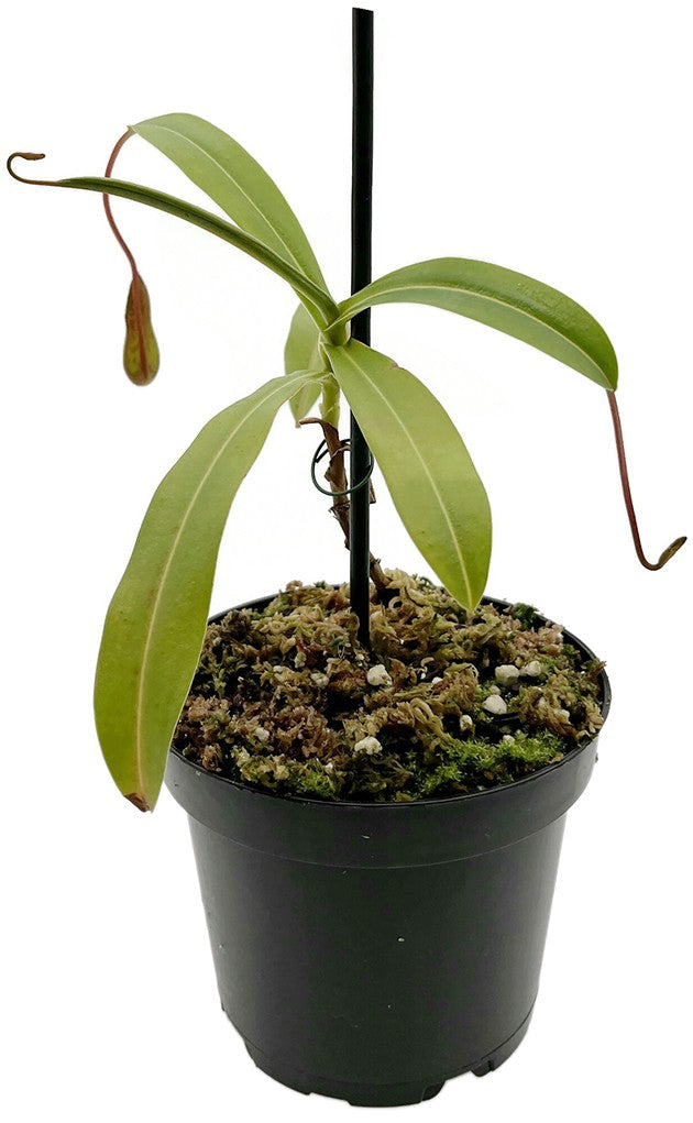 Nepenthes burkei Mt. Halcon BE-4527