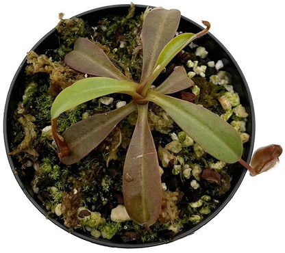 Nepenthes burkei x (burbidgeae x edwardsiana) BE-4531