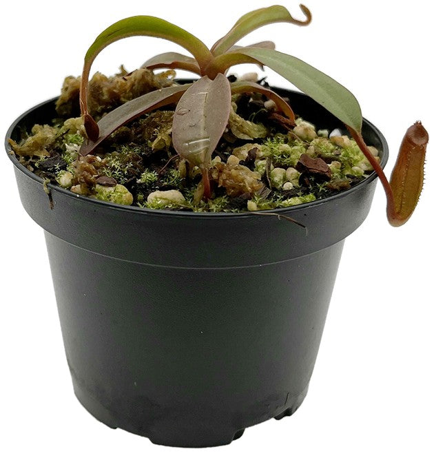 Nepenthes burkei x (burbidgeae x edwardsiana) BE-4531