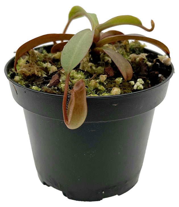 Nepenthes burkei x (burbidgeae x edwardsiana) BE-4531