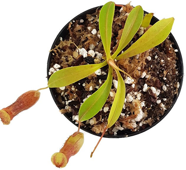 Nepenthes burkei x flava BE-4046