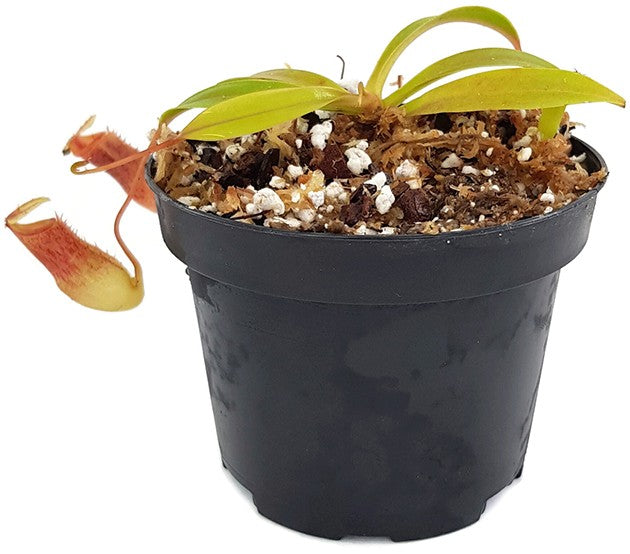 Nepenthes burkei x flava BE-4046