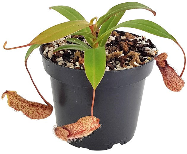 Nepenthes burkei x hamata BE-3747