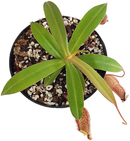 Nepenthes burkei x hamata BE-3747