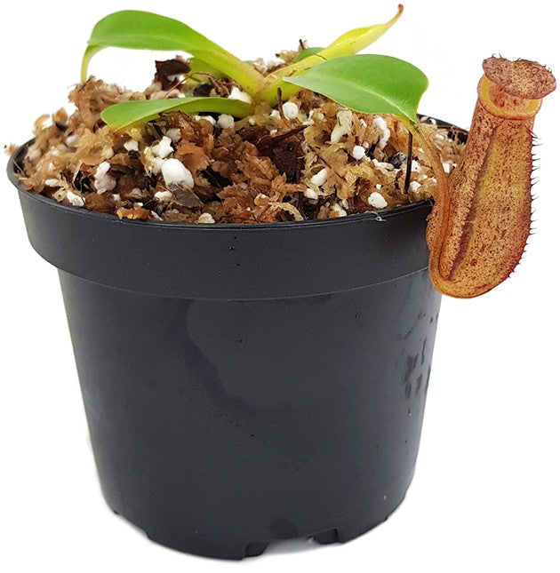 Nepenthes burkei x robcantleyi BE-3752