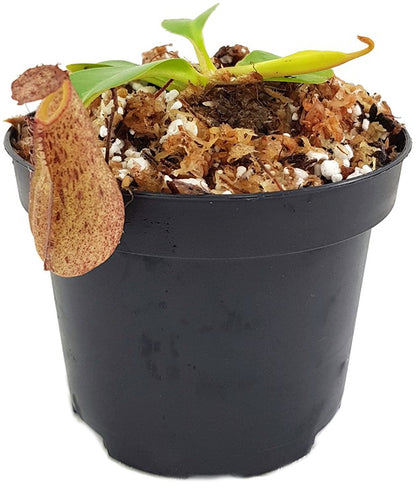 Nepenthes burkei x robcantleyi BE-3752